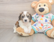 5 week old Cavachon Puppy For Sale - Florida Fur Babies