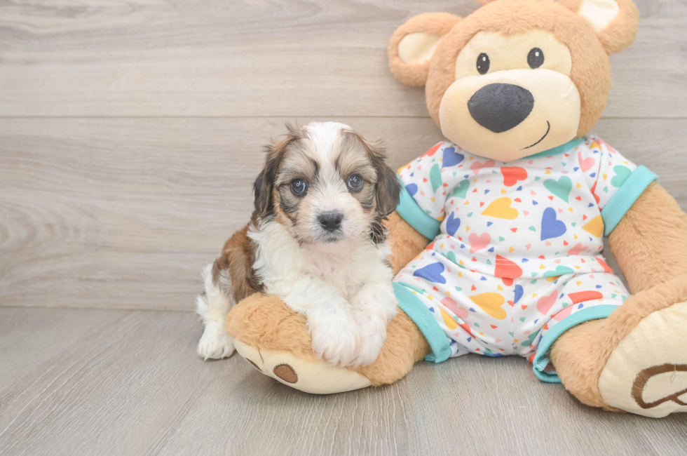 5 week old Cavachon Puppy For Sale - Florida Fur Babies