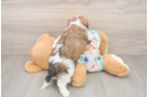 Adorable Cavalier Bichon Designer Puppy