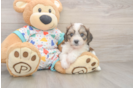 Cavachon Puppy for Adoption