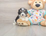5 week old Cavachon Puppy For Sale - Florida Fur Babies