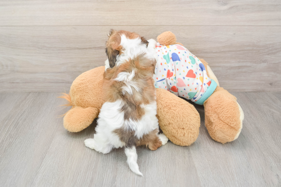 Cavachon Puppy for Adoption