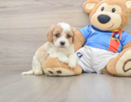5 week old Cavachon Puppy For Sale - Florida Fur Babies