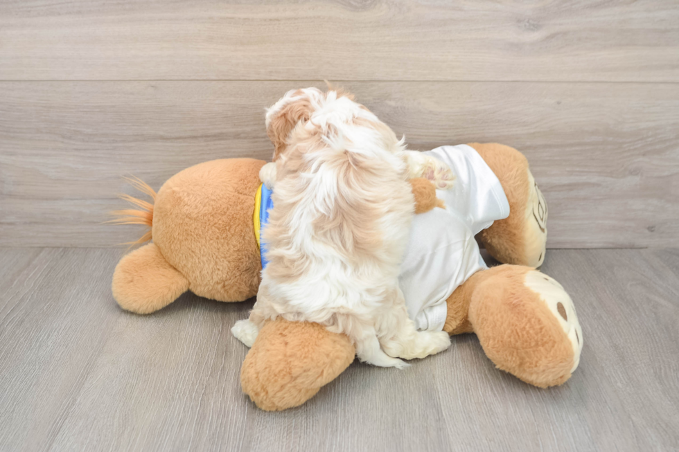 Adorable Cavalier Bichon Designer Puppy