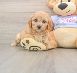 5 week old Cavachon Puppy For Sale - Florida Fur Babies