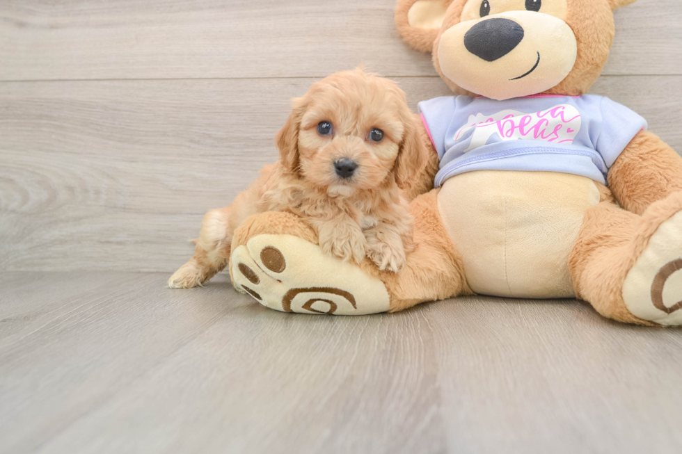 Cavachon Puppy for Adoption