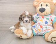5 week old Cavachon Puppy For Sale - Florida Fur Babies
