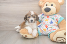 Best Cavachon Baby