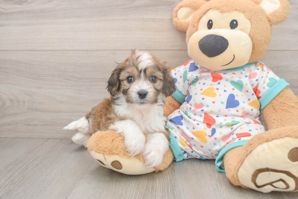 Best Cavachon Baby