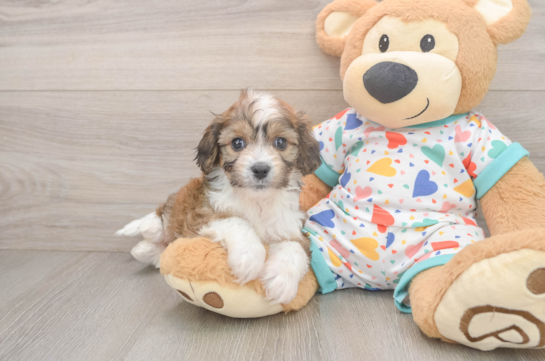 Best Cavachon Baby