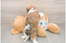 Best Cavachon Baby