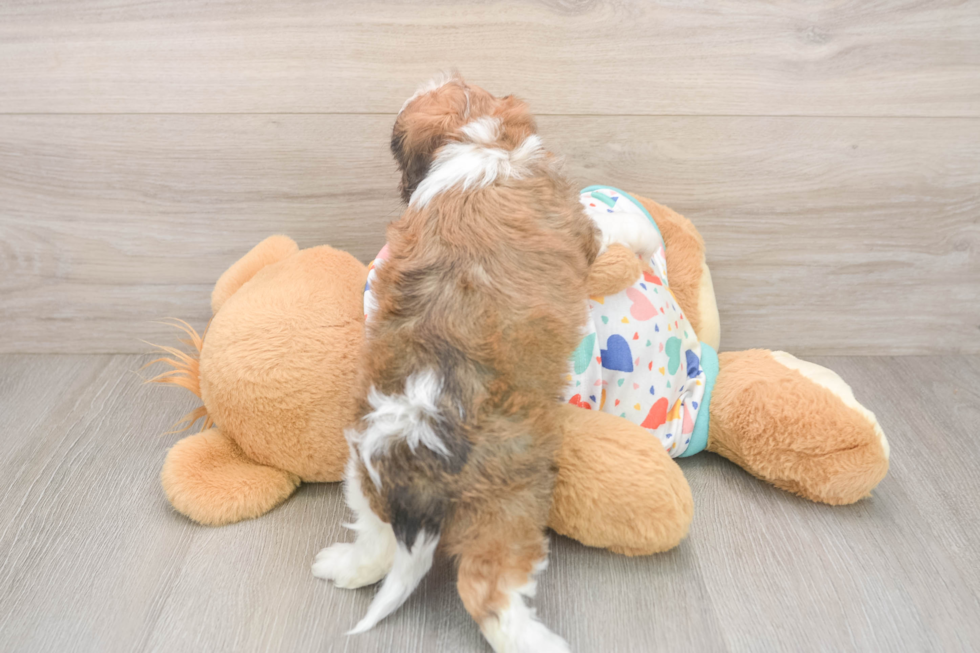 Best Cavachon Baby