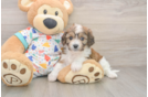 Cavachon Pup Being Cute