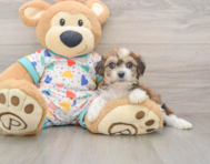 7 week old Cavachon Puppy For Sale - Florida Fur Babies