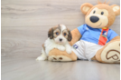 Cavachon Puppy for Adoption