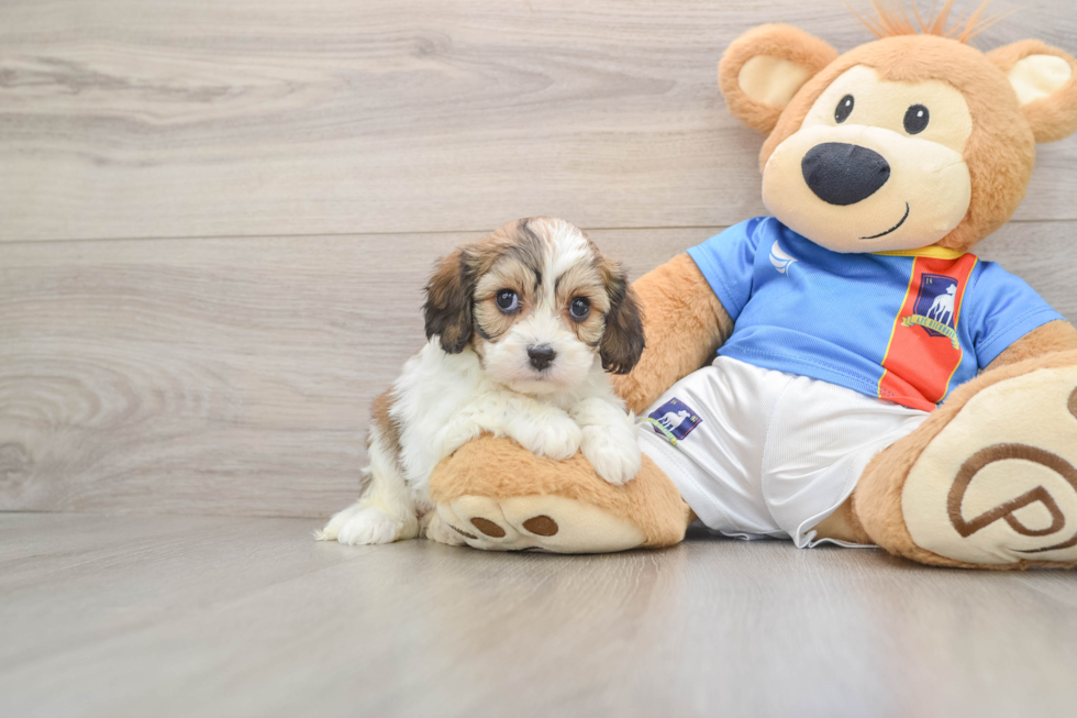 Cavachon Puppy for Adoption