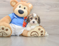 5 week old Cavachon Puppy For Sale - Florida Fur Babies
