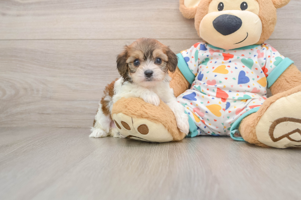Best Cavachon Baby