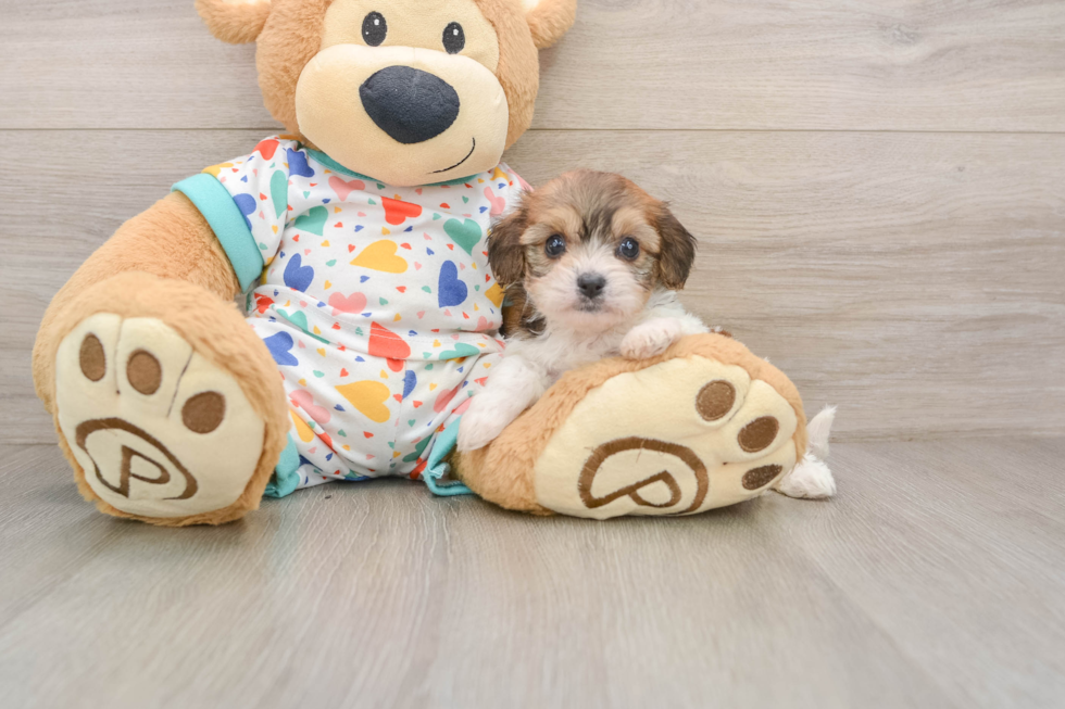 Cavachon Puppy for Adoption