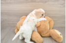 Popular Cavachon Designer Pup