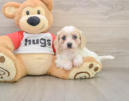 5 week old Cavachon Puppy For Sale - Florida Fur Babies