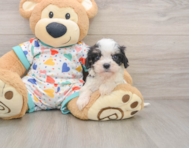 5 week old Cavachon Puppy For Sale - Florida Fur Babies