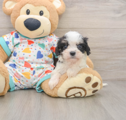 8 week old Cavachon Puppy For Sale - Florida Fur Babies