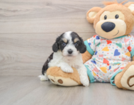 7 week old Cavachon Puppy For Sale - Florida Fur Babies