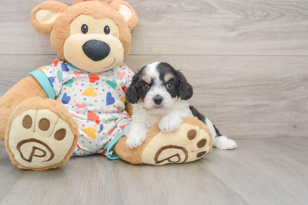 Cavachon Puppy for Adoption