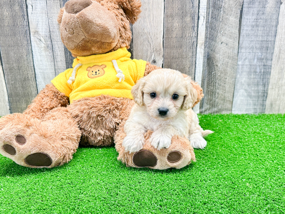 Cavachon Puppy for Adoption