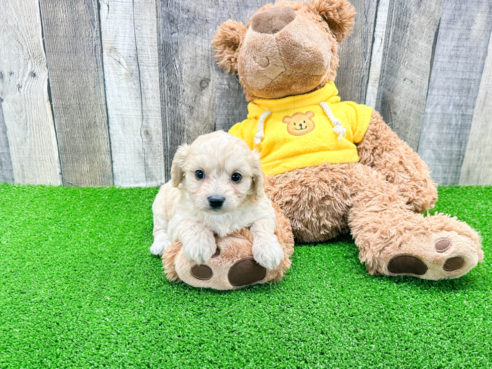Petite Cavachon Designer Pup