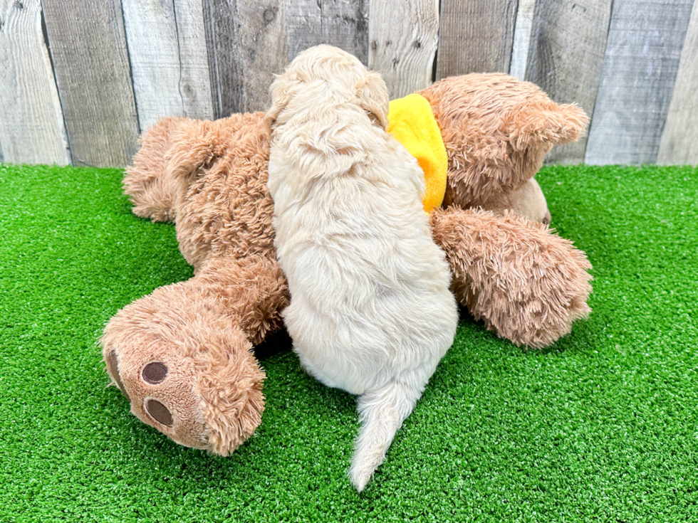 Cavachon Puppy for Adoption