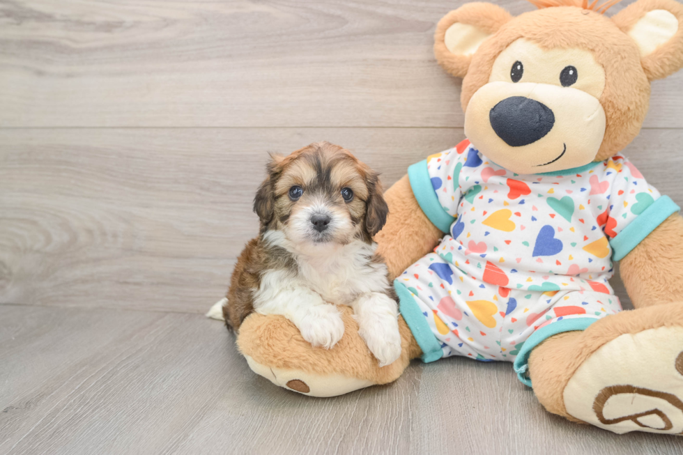 Cavachon Puppy for Adoption