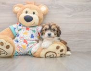 6 week old Cavachon Puppy For Sale - Florida Fur Babies