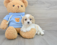 7 week old Cavachon Puppy For Sale - Florida Fur Babies