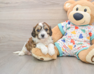 5 week old Cavachon Puppy For Sale - Florida Fur Babies
