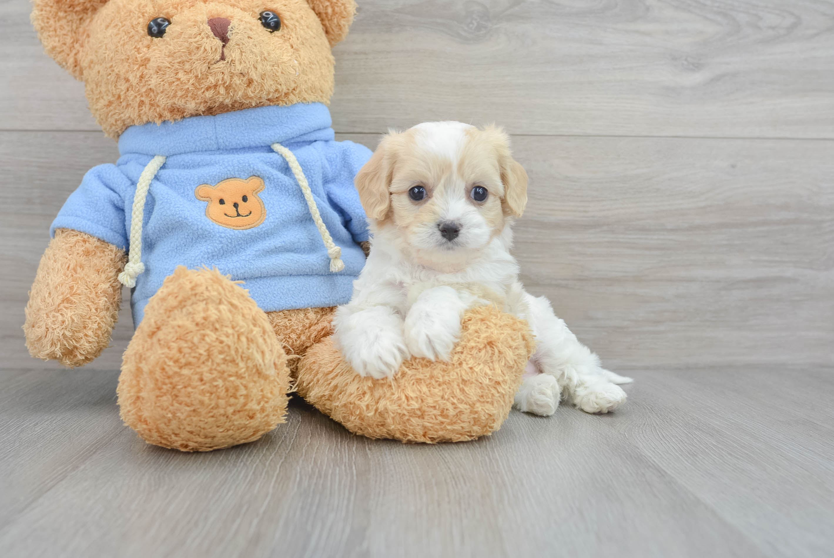 Baby cavachon cheap