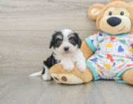 5 week old Cavachon Puppy For Sale - Florida Fur Babies