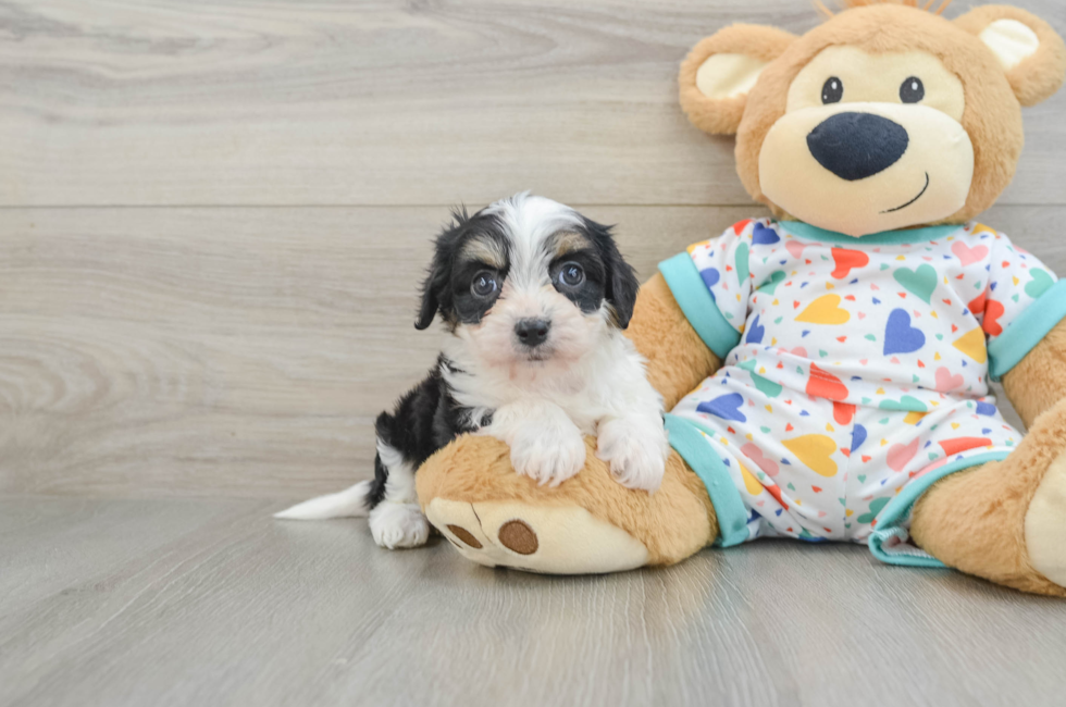 5 week old Cavachon Puppy For Sale - Florida Fur Babies
