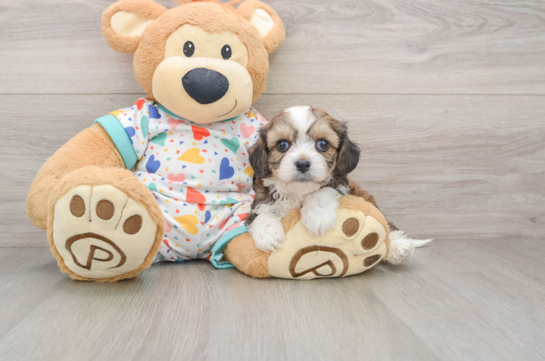 Small Cavachon Baby