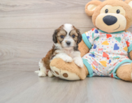 6 week old Cavachon Puppy For Sale - Florida Fur Babies