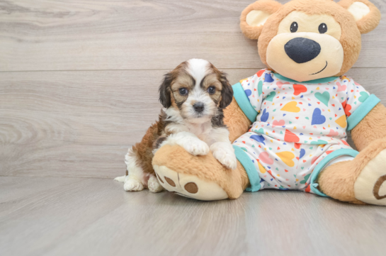 Cavachon Puppy for Adoption