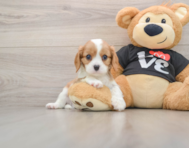 6 week old Cavalier King Charles Spaniel Puppy For Sale - Florida Fur Babies