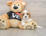 6 week old Cavalier King Charles Spaniel Puppy For Sale - Florida Fur Babies