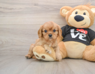 6 week old Cavalier King Charles Spaniel Puppy For Sale - Florida Fur Babies