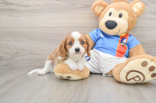 Best Cavalier King Charles Spaniel Baby