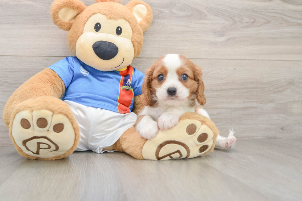 Petite Cavalier Purebred Puppy