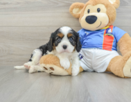 5 week old Cavalier King Charles Spaniel Puppy For Sale - Florida Fur Babies