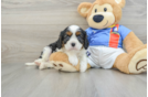 Cavalier King Charles Spaniel Pup Being Cute