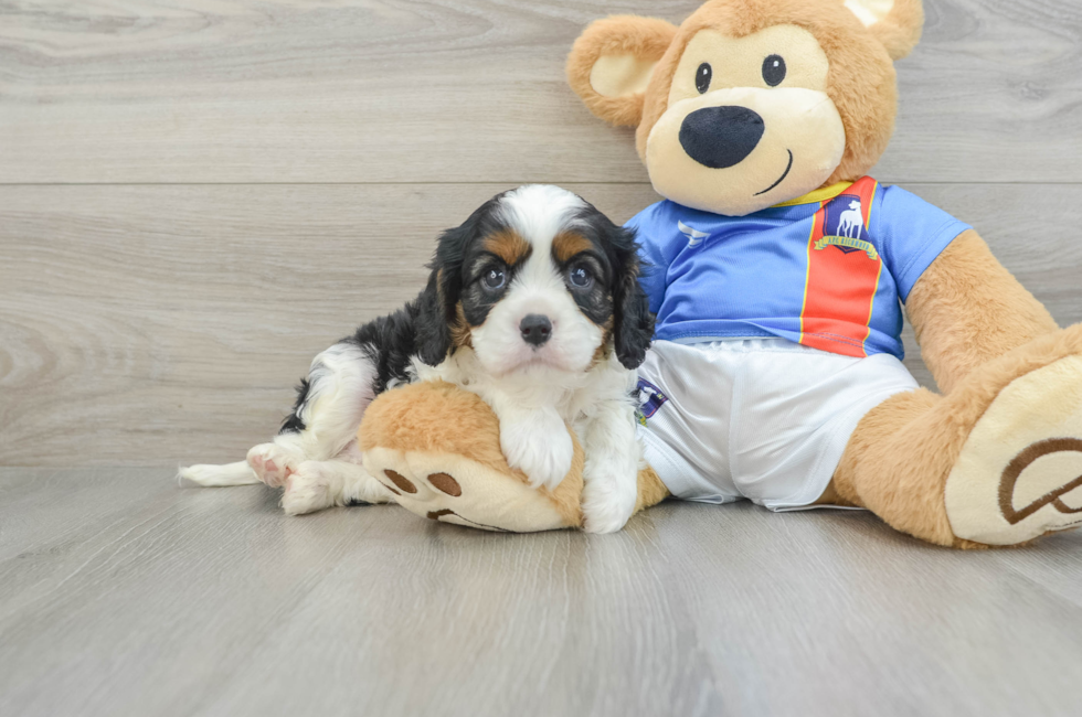 6 week old Cavalier King Charles Spaniel Puppy For Sale - Florida Fur Babies